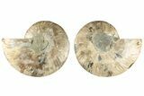 5.55" Cut & Polished, Agatized Ammonite Fossil - Madagascar - #200030-1